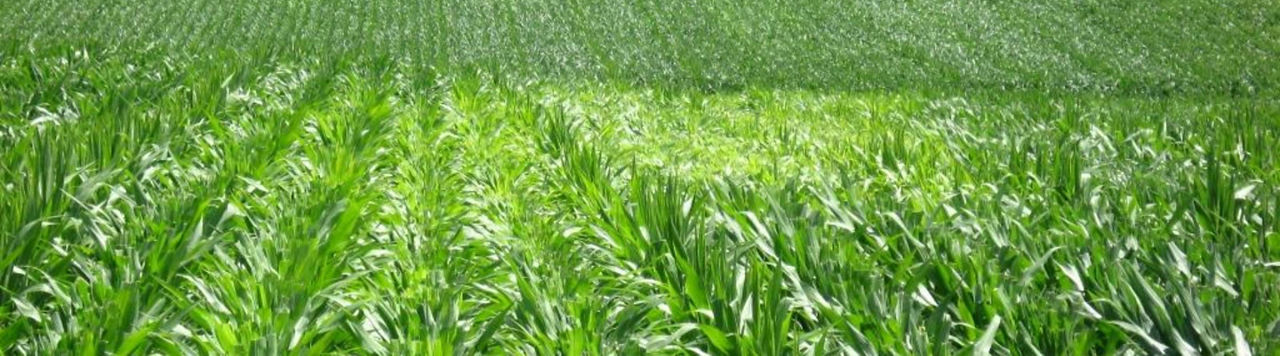 Comment améliorer l’efficience d’utilisation de l’azote ? 