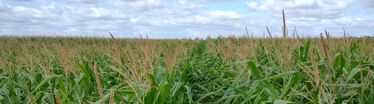 Comment bénéficier de l’offre « satisfait ou renouvelé » sur Utrisha® N ?