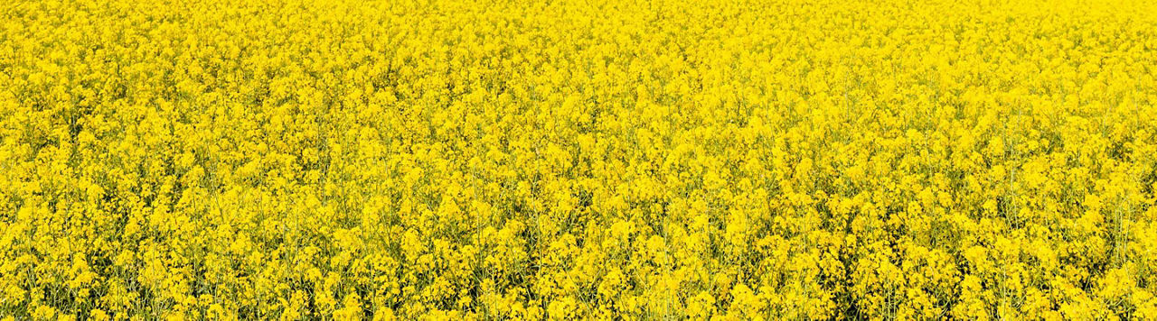 Comment bien choisir sa variété de colza ?