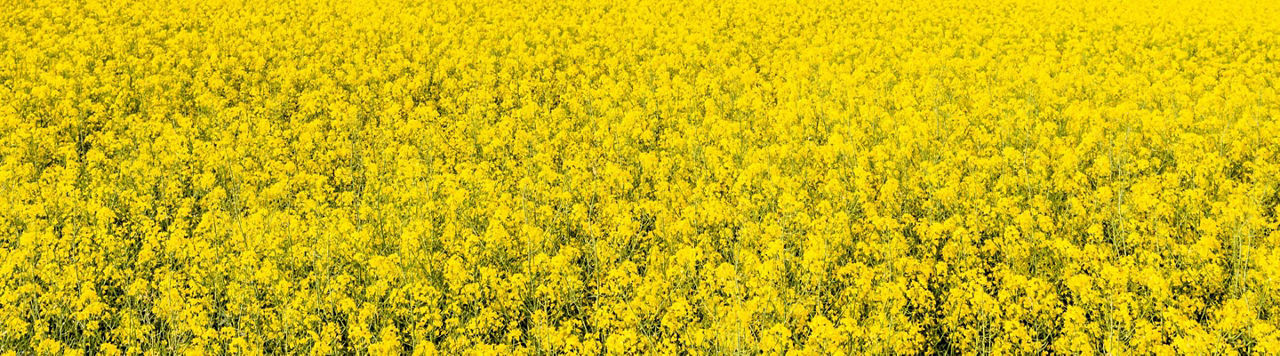 Comment bien choisir ma date de récolte du colza ?