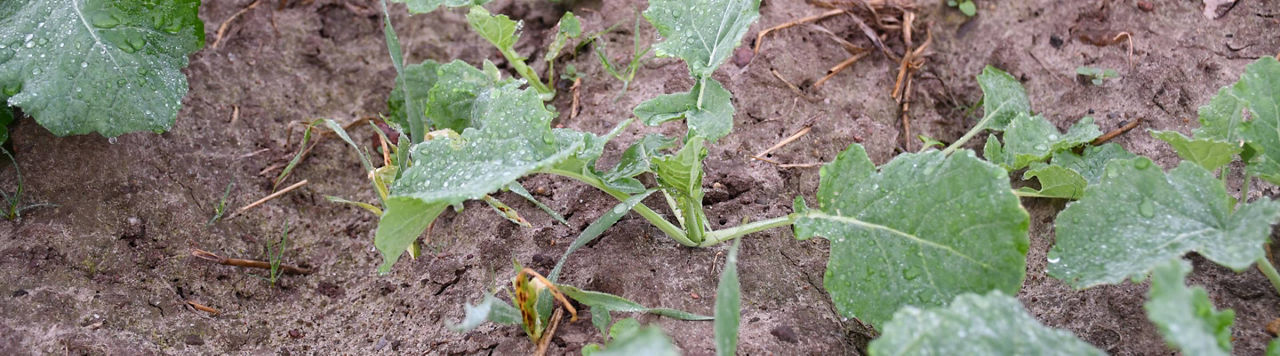 Comment garder le contrôle des graminées dans les parcelles de colza ?