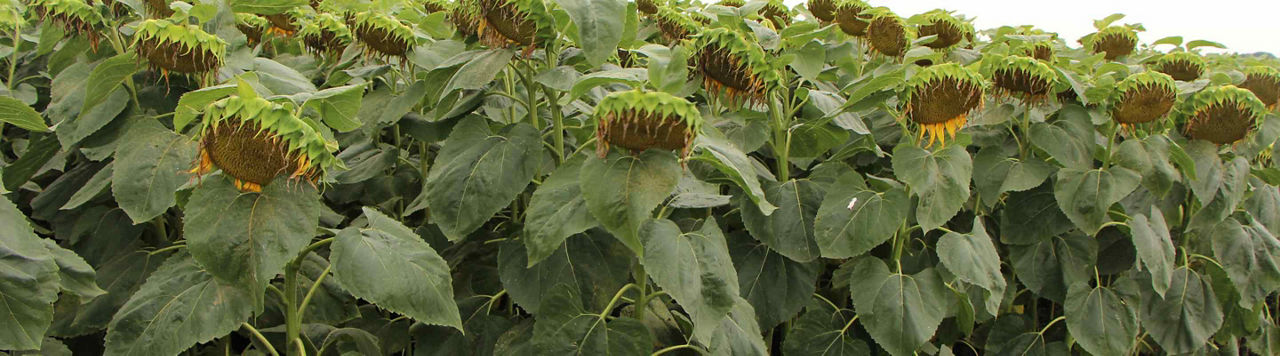 Comment différencier les deux maladies foliaires Alternaria et septoriose ? 