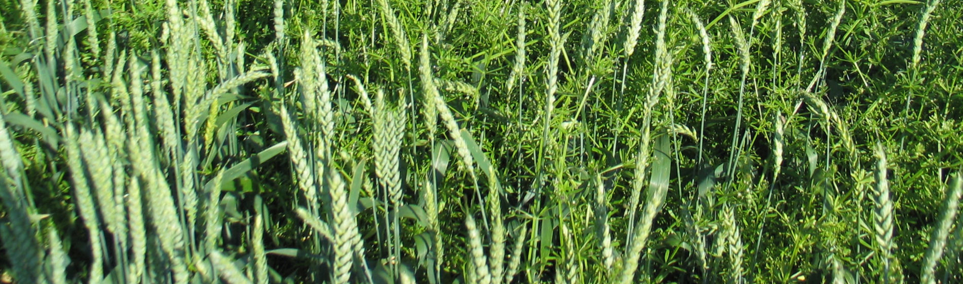 Comment différencier un Gaillet grateron d’une Véronique Feuilles de Lierre ?