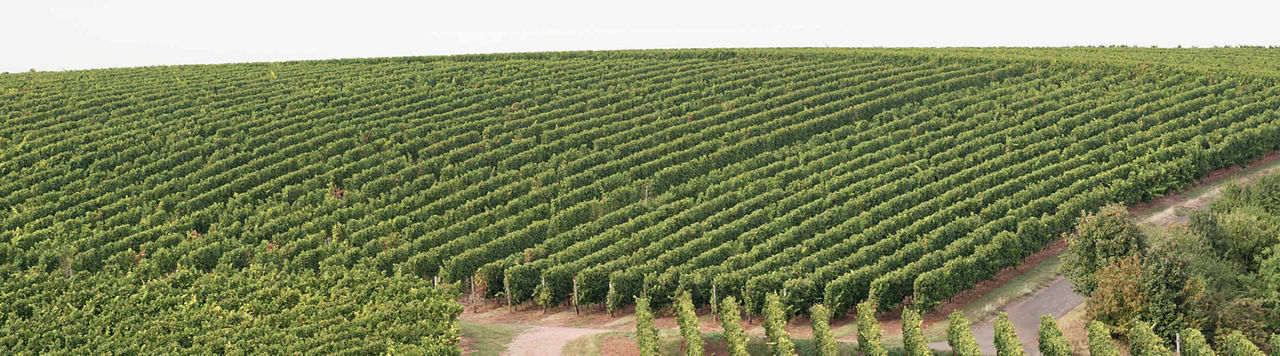 Maladies du bois de la vigne : une menace silencieuse qui grignote le vignoble français