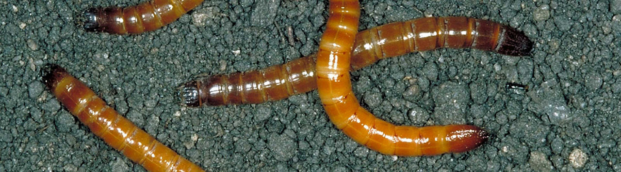 Comment évaluer le risque taupin à la parcelle ?