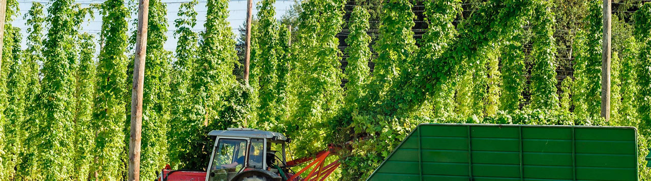 Comment faire une bonne bière de Noël ?