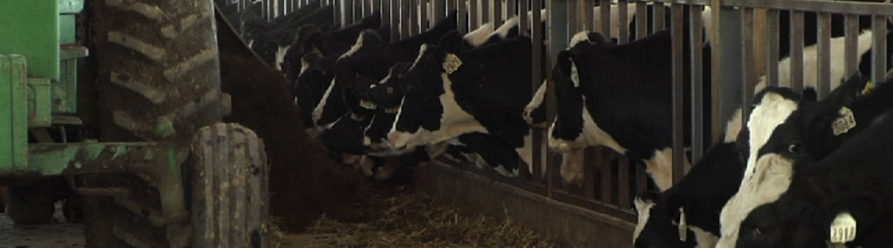 Comment « faire du lait » avant Noël ?