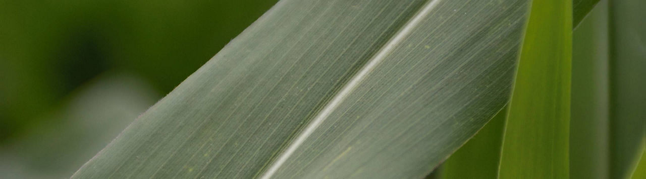 Comment faire du maïs rentable de 50 à 200 q/ha ?