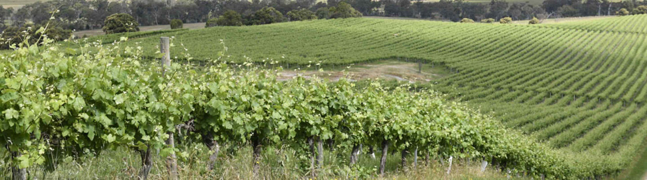Comment gérer la fertilisation azotée de la vigne selon votre situation ?