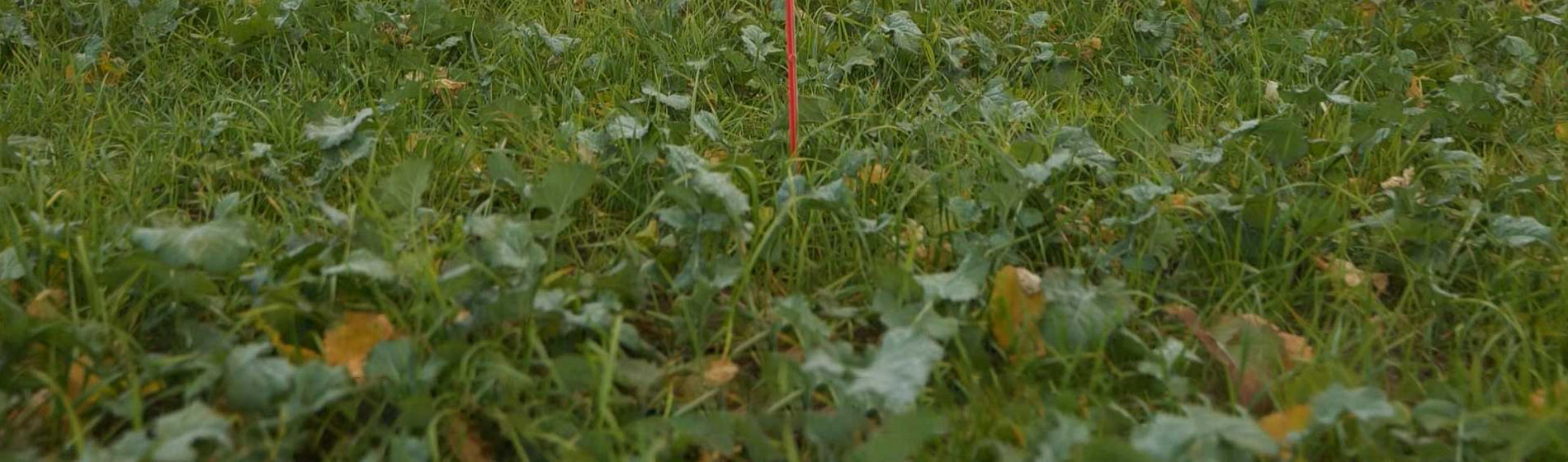 Comment gérer legraminées dans mon colza ?