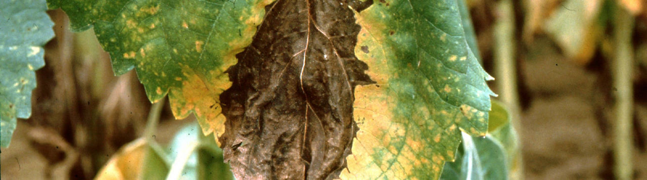 Verticillium, Phoma et Phomopsis : comment gérer les résidus ?