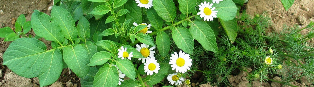 Comment gérer les séneçons et matricaires à l’automne ?