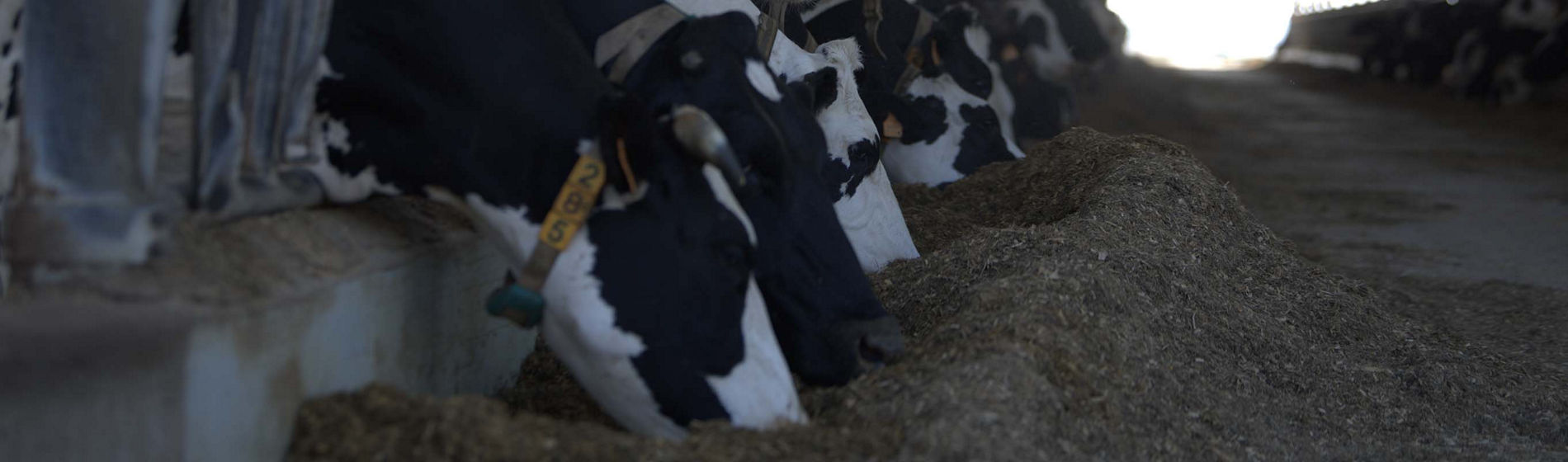 Comment limiter les pertes de qualité de mon ensilage d’herbe ?