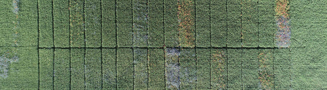 Comment maîtriser les graminées en sortie d’hiver ?