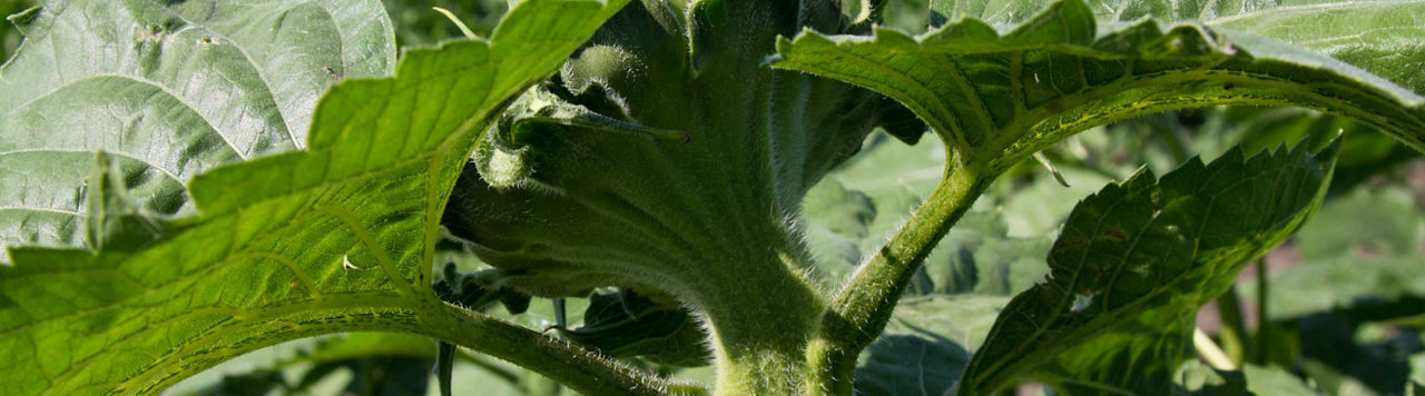 Comment bien observer la vigueur de ses tournesols ?