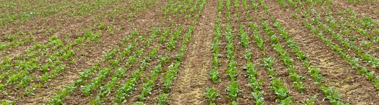 Kerb Flo – Ielo/Yago/Biwix, vos partenaires pour gérer les graminées