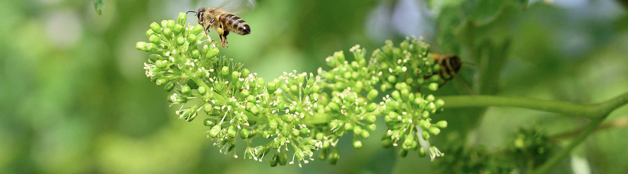 Comment optimiser la croissance de mes vignes pendant la floraison ? 