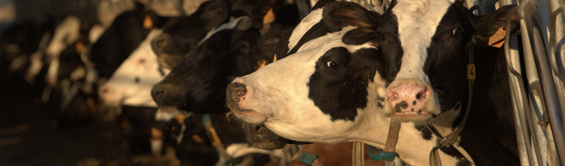 Comment préserver la qualité du lait ?