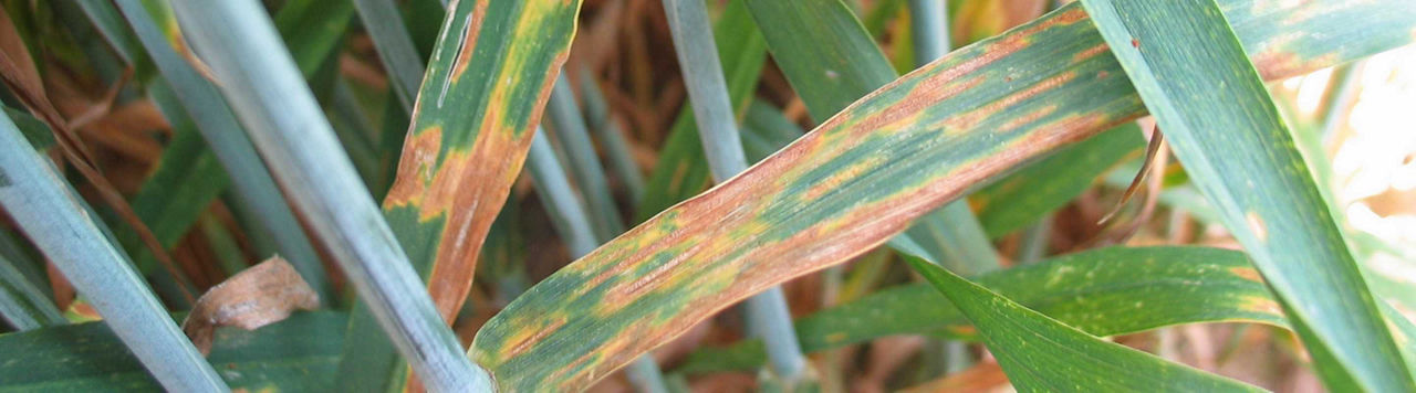 Comment protéger mes blés face à la septoriose ?