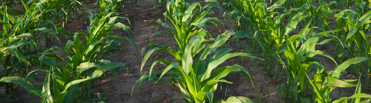 Comment protéger mon maïs contre les attaques de géomyze ? 