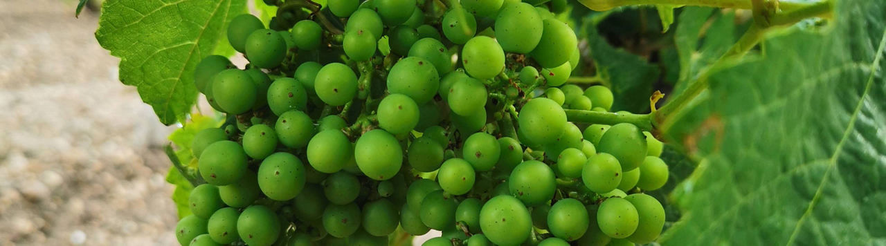 Comment protéger mes vignes face à cryptoblabes ?