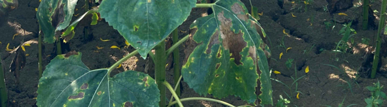 Comment repérer le Verticillium du tournesol ?