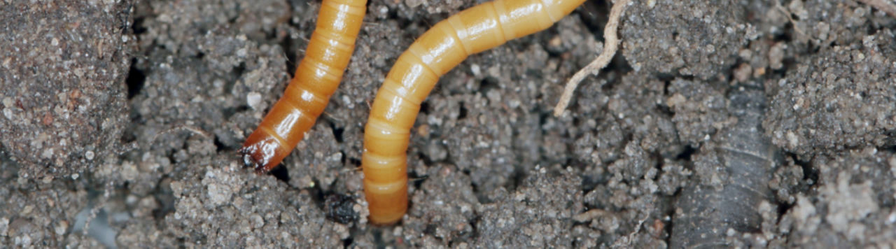 Belem® 0.8 MG/ Daxol®, l’allié de la rentabilité face aux taupins