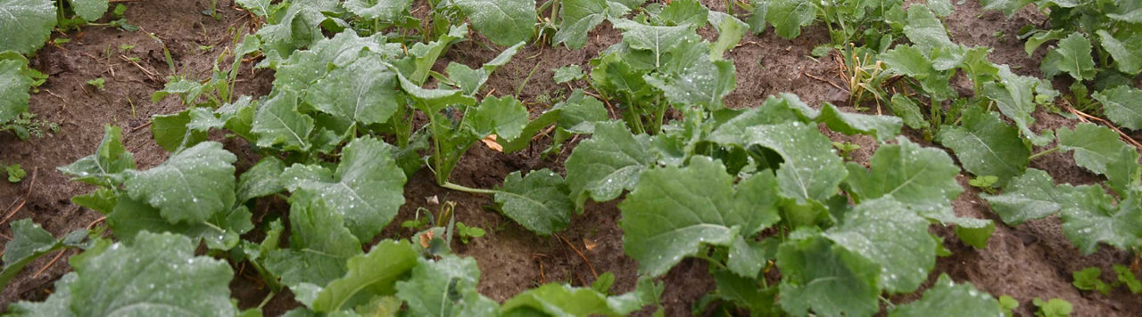 Comment sécuriser mon programme de désherbage colza ?