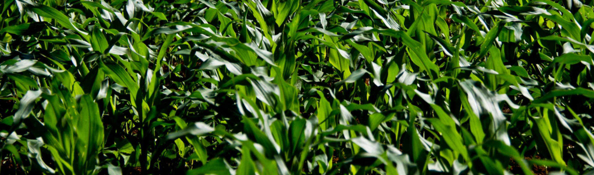 Comment sécuriser ma production de fourrage ?