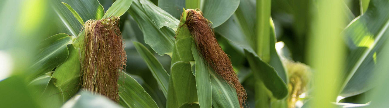 Comment sont sélectionnées les variétés de demain ?