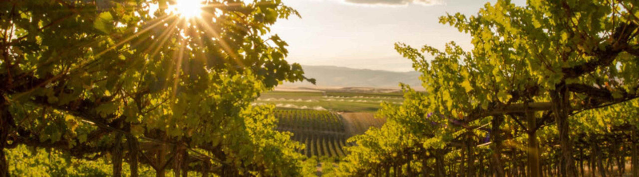 Comment répondre à mes demandes de vins sans résidus ?