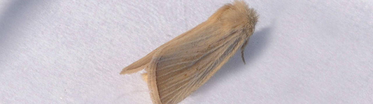 Connaissez-vous Cotesia typhae ? 