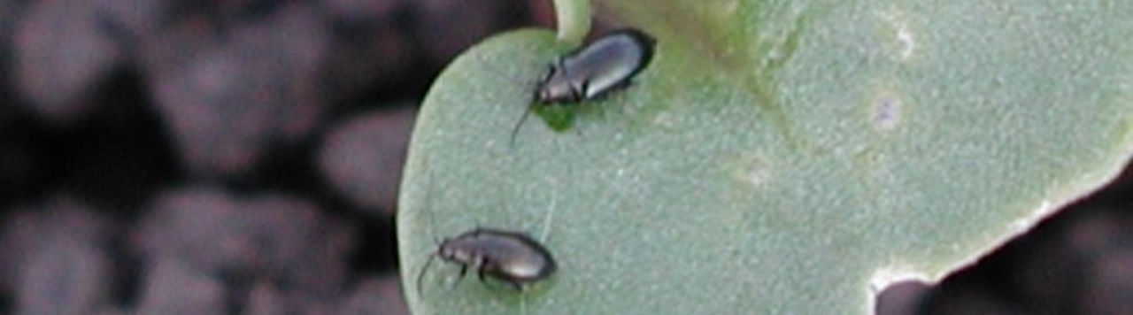 Contre les insectes du colza, combiner tous les leviers