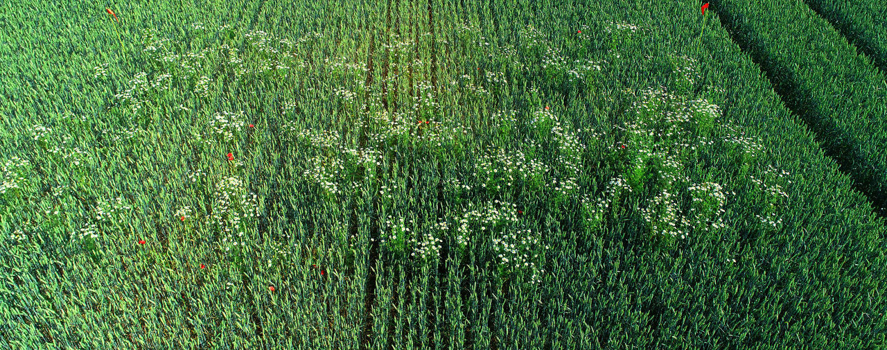 Comment j’ai contrôlé mes graminées en allongeant mes rotations