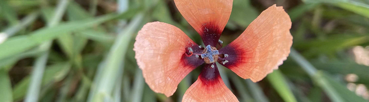 Coquelicot, matricaire, séneçon... comment gérer les résistances aux herbicides inhibiteurs de l’ALS