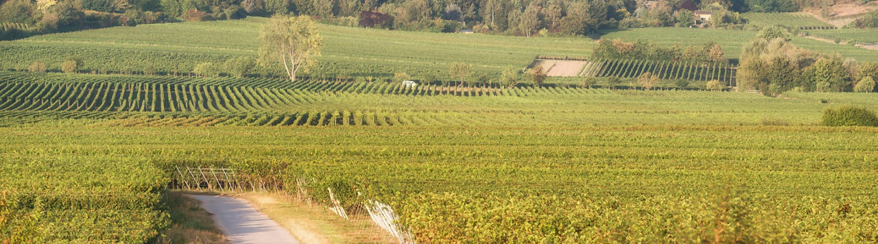 Crise viticole : quelles démarches pour l’arrachage en Gironde ?