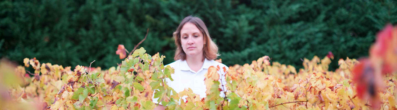 Cryptoblabes s’installe dans le vignoble français