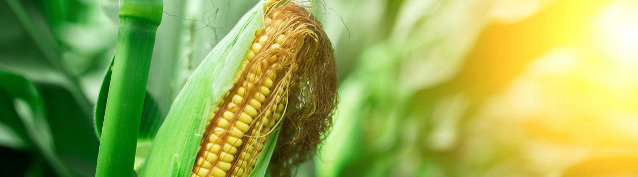 Quels sont tous les débouchés possibles pour mon maïs ?