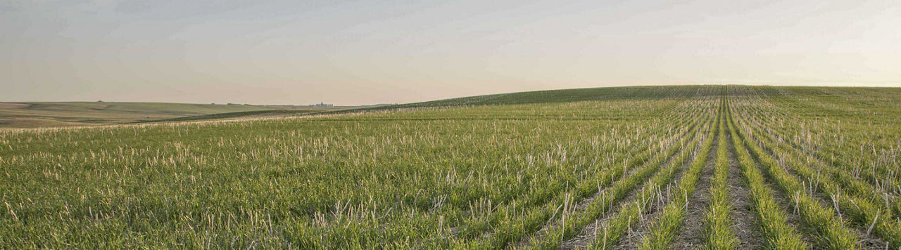 En ce début avril, les cultures se portent bien