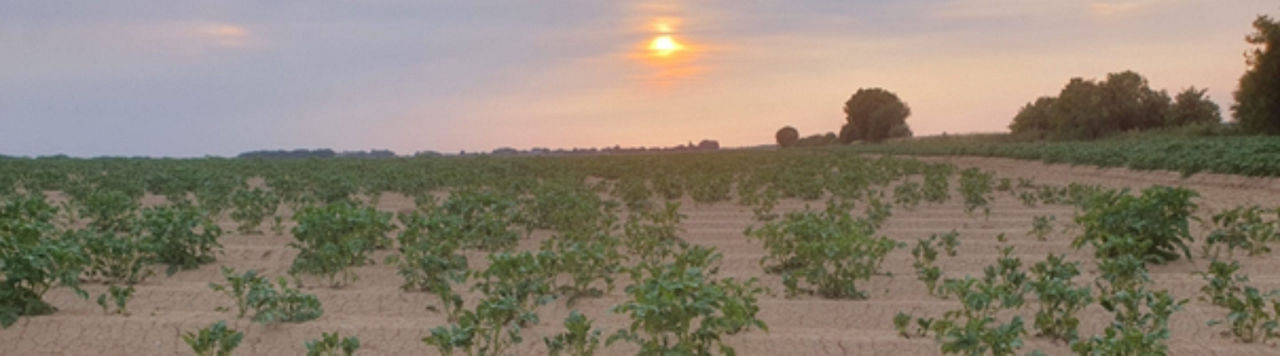 Démarrage compliqué pour la pomme de terre