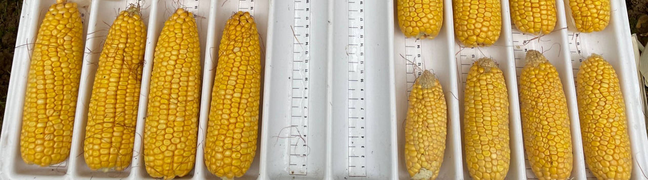 Densité de semis et rendement : exploiter la génétique des variétés dentées