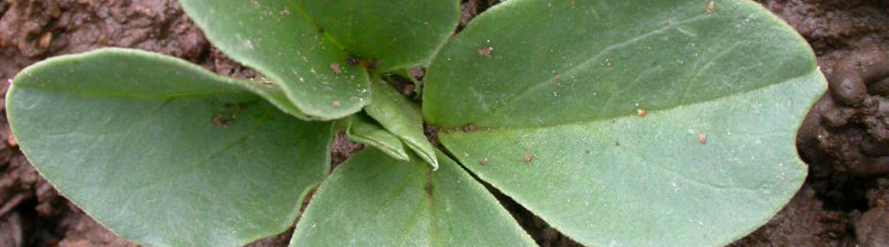 Dérogation 120 jours pour Lumisena à partir du 1er janvier 2025