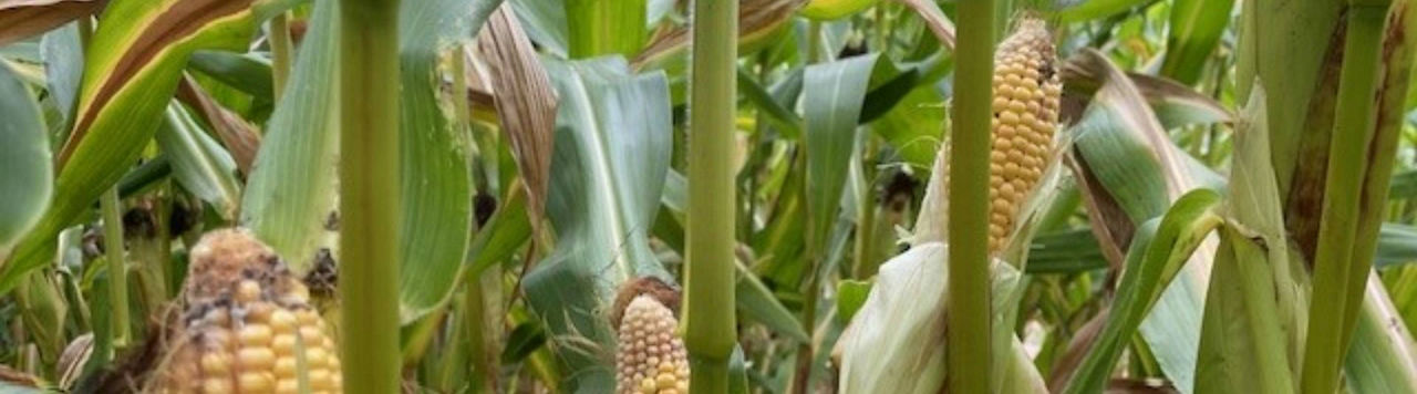 Des maïs qui souffrent de faim d’azote