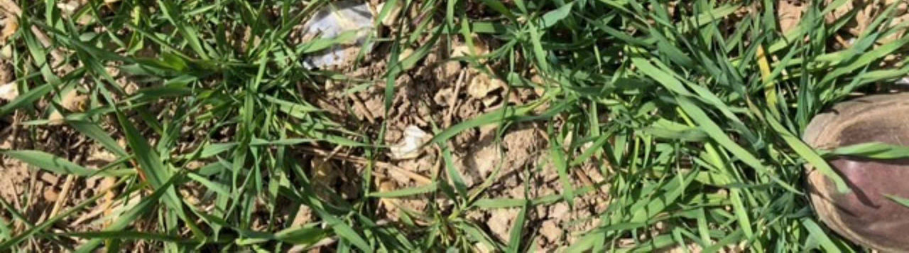 Désherbage des céréales : s’adapter  au contexte de l’année