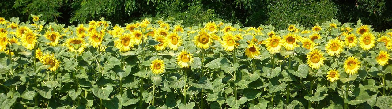 Le désherbage de vos tournesols vous semble compliqué cette année ? Pensez à Viballa ! 