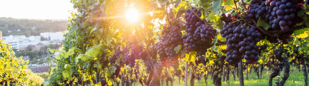Des solutions pour la viticulture durable