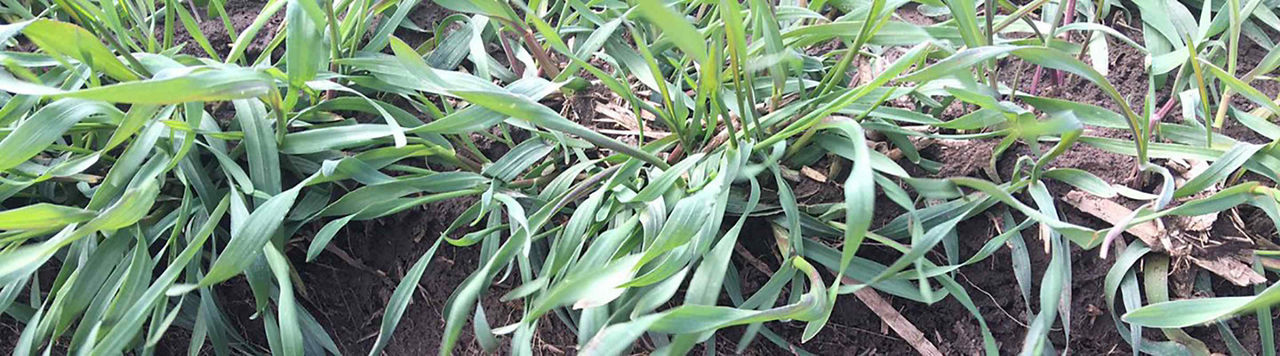 Quand détruire les couverts végétaux ?