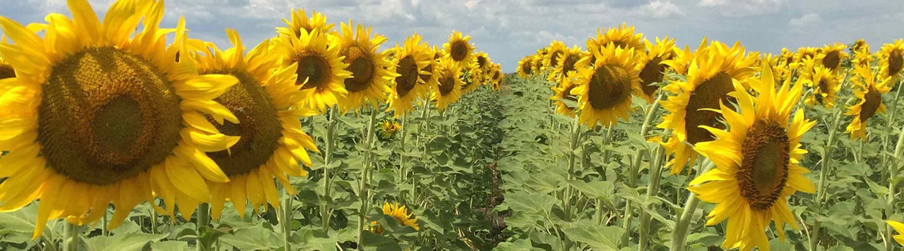 Deux fois plus de ressemis de tournesol cette année