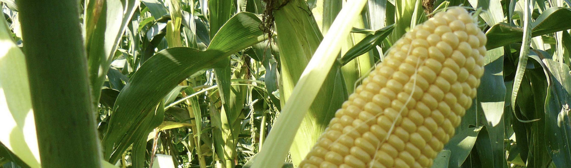 Diagnostiquez votre parcelle pour réussir vos semis de maïs et de tournesol