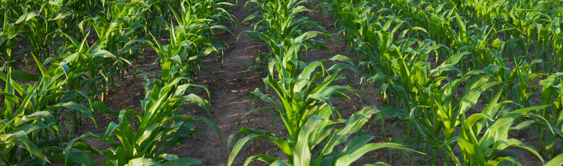 Dynamique de levée des maïs : premiers retours d’Alsace